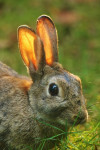 Konijn (Oryctolagus cuniculus) tegenlicht RL GE , Ermelo